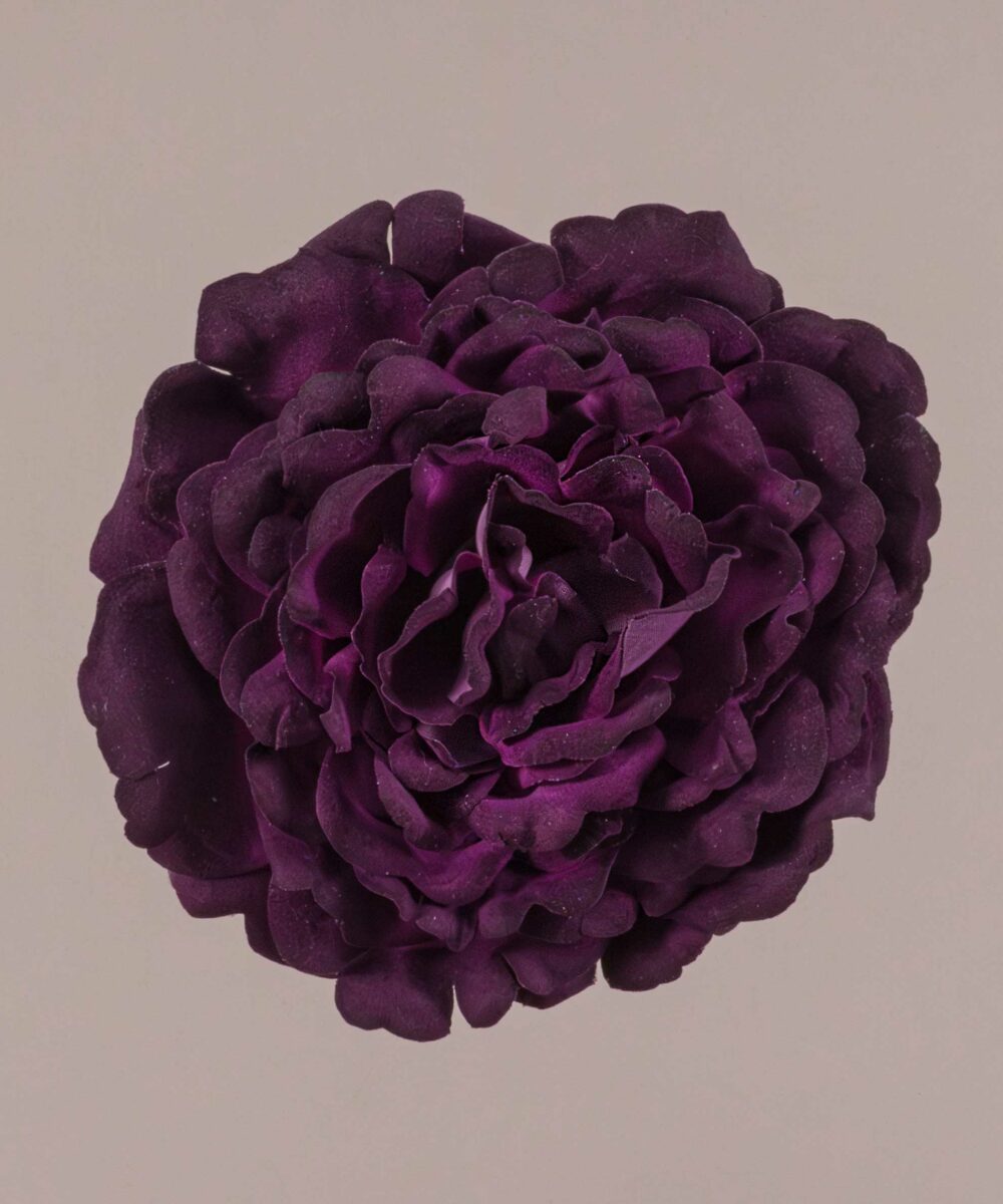 ¡Prepárate para lucir como una auténtica  flamenca con nuestra increíble Flor Flamenca Rosa inglesa morada! Con Darwin, ¡siempre aciertas!