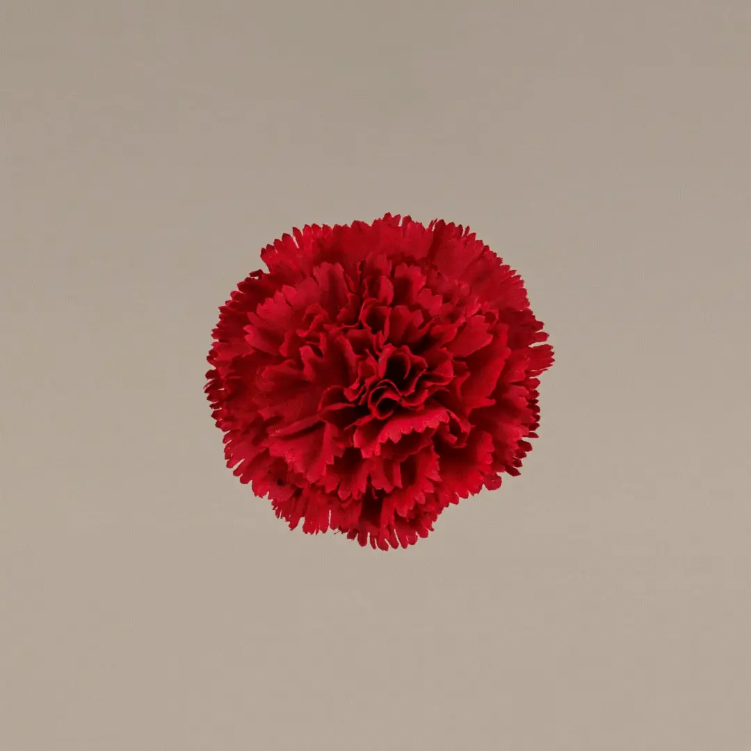 Clavel con pinza bebé