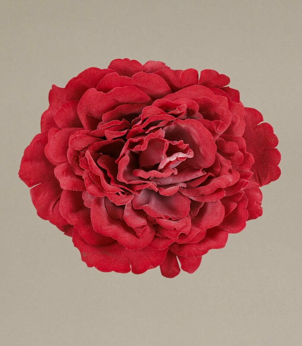 Flor Flamenca Rosa inglesa rosa