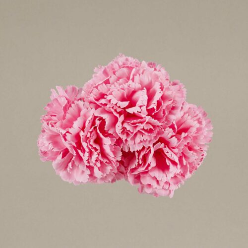 Ramillete claveles pequeños rosa chicle