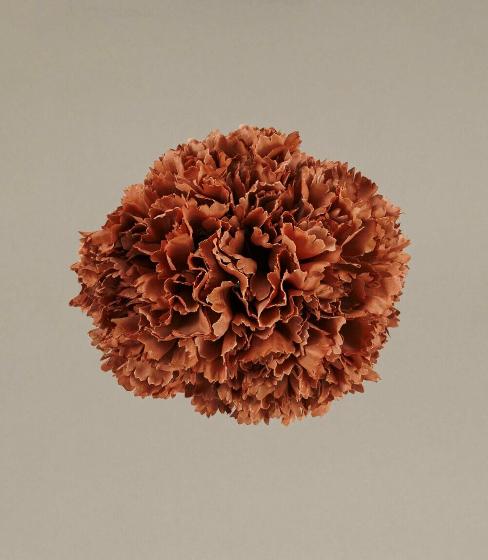 Ramillete claves pequeños salmón tostado